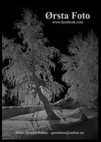 PK IMG_2343_120110 -Frost