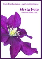 MG 2559_160812-Clematis